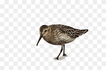 Duck, Dunlin, Goose, Cygnini, Dowitchers, Snipe, Bird, Water Bird, Dunlin, Goose, Cygnini png thumbnail