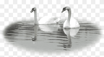 Water, Neck, Beak, Swan, Water Bird, Ducks Geese And Swans, Waterfowl, Neck, Beak, Swan png thumbnail