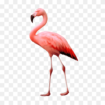 Flamingo, Bird, Water Bird, Beak, Neck, Wing, Ibis, Flamingo, Bird, Water Bird png thumbnail