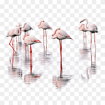 Flamingo, Bird, Greater Flamingo, Heron, Lake Urmia, Bird Nest, Water Bird, Ciconia, Bird, Greater Flamingo, Flamingo png thumbnail