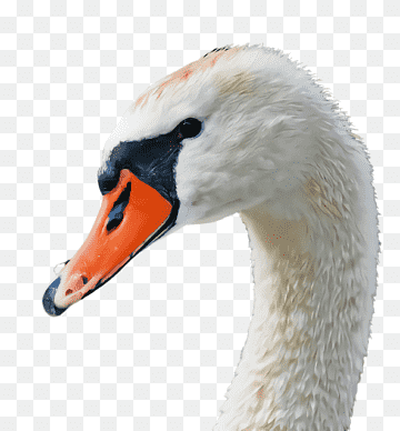 bird swan beak water bird ducks, geese and swans, Ducks Geese And Swans, Waterfowl, Neck, Wildlife, Bird, Swan, Beak png thumbnail