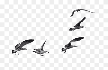 Bird, Gulls, European Herring Gull, Flock, Flock Of Seagulls, Cygnini, Flight, Herd, Gulls, Bird, European Herring Gull png thumbnail