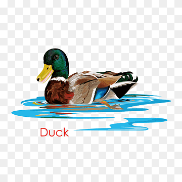 Duck, Mallard, Rubber Duck, Ducks Geese And Swans, Water Bird, Waterfowl, Beak, Live, Duck, Mallard, Rubber Duck png thumbnail