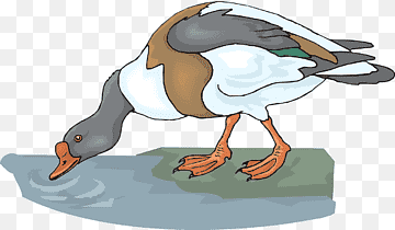 Duck, Mallard, Drinking, Water Bird, Beak, Ducks Geese And Swans, Waterfowl, Live, Duck, Mallard, Drinking png thumbnail