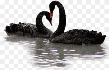 Water, Black Swan, Water Bird, Ducks Geese And Swans, Waterfowl, Beak, Black Swan, Swan, Water Bird png thumbnail
