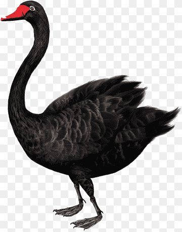 Duck, Black Swan, Mute Swan, Black Swan Theory, Drawing, Cygnini, Bird, Ducks Geese And Swans, Black Swan, Mute Swan, Black Swan Theory png thumbnail